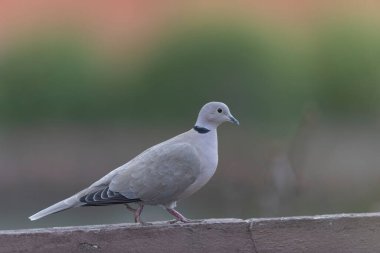 Yakalı Avrasyalı güvercin Streptopelia decaocto yakından görülüyor
