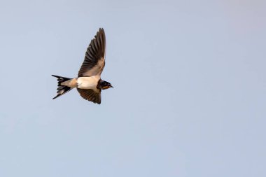 Barn Swallow Hirundo rustica uçuyor ya da tünemiş