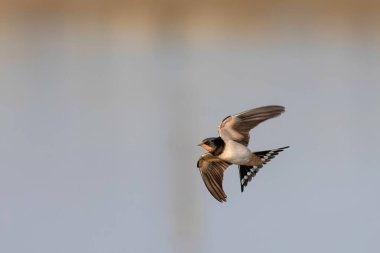 Barn Swallow Hirundo rustica uçuyor ya da tünemiş