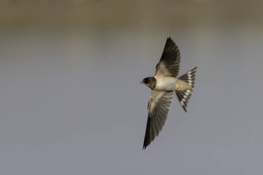 Barn Swallow Hirundo rustica uçuyor ya da tünemiş