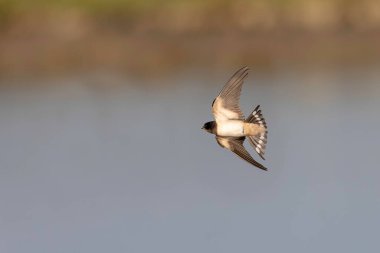 Barn Swallow Hirundo rustica uçuyor ya da tünemiş