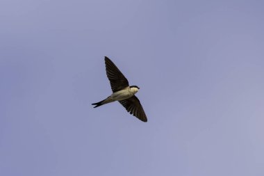 Barn Swallow Hirundo rustica uçuyor ya da tünemiş