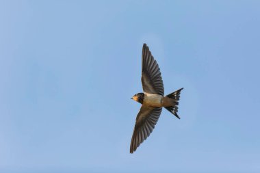 Barn Swallow Hirundo rustica uçuyor ya da tünemiş