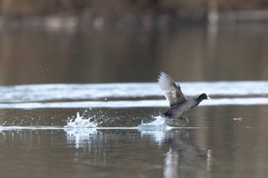 Fransız Coot Fulica atra Fransa 'da bir gölette koşuyor ya da yüzüyor