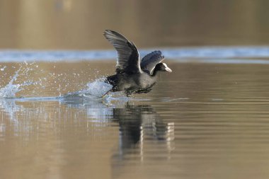 Fransız Coot Fulica atra Fransa 'da bir gölette koşuyor ya da yüzüyor