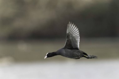 Fransız Coot Fulica atra Fransa 'da bir gölette koşuyor ya da yüzüyor