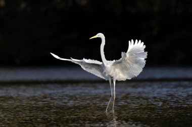 Orta Fransa 'dan Büyük Beyaz Egret Ardea alba,