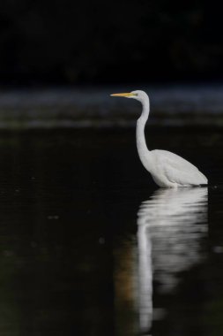 Orta Fransa 'dan Büyük Beyaz Egret Ardea alba,