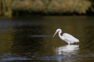 Orta Fransa 'dan Büyük Beyaz Egret Ardea alba,