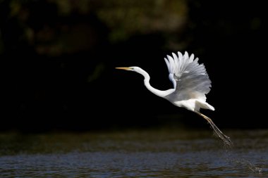 Orta Fransa 'dan Büyük Beyaz Egret Ardea alba,