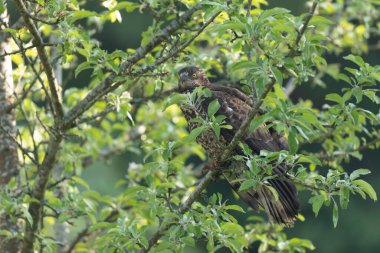 Bal Şahini Pernis apivorus yerde yürüyor ya da dallara tünemiş.