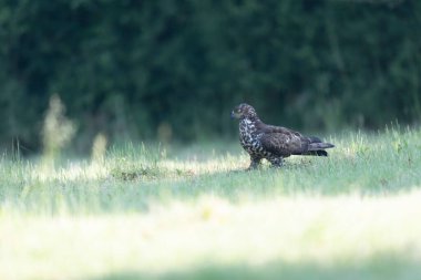 Bal Şahini Pernis apivorus yerde yürüyor ya da dallara tünemiş.