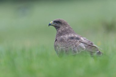 Genel Şahin Buteo buteo yakın görünüm