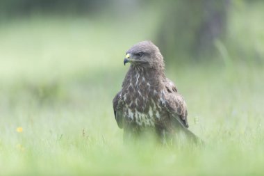 Genel Şahin Buteo buteo yakın görünüm