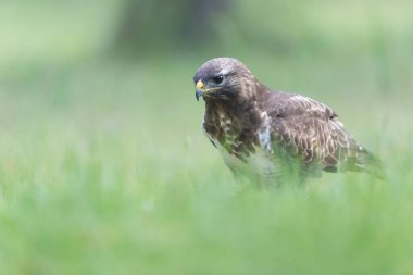 Genel Şahin Buteo buteo yakın görünüm