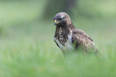 Genel Şahin Buteo buteo yakın görünüm
