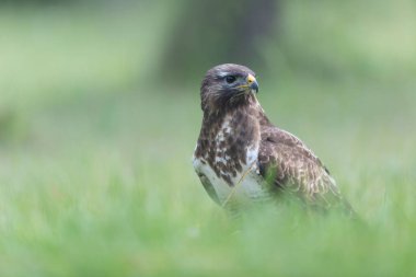 Genel Şahin Buteo buteo yakın görünüm