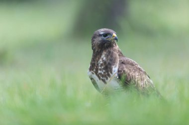 Genel Şahin Buteo buteo yakın görünüm