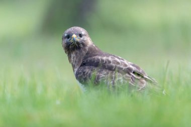Genel Şahin Buteo buteo yakın görünüm