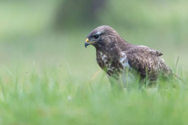 Genel Şahin Buteo buteo yakın görünüm