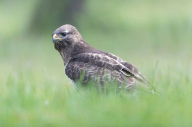 Genel Şahin Buteo buteo yakın görünüm