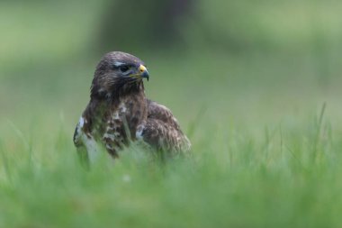 Genel Şahin Buteo buteo yakın görünüm