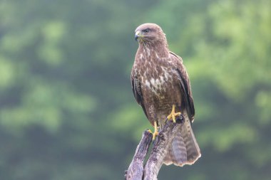 Genel Şahin Buteo buteo yakın görünüm