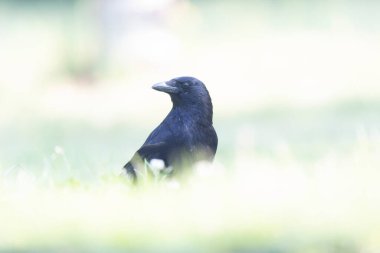 Corvus, Carrion Crow 'u yakından görüyor.
