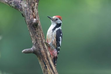 Ortanca benekli ağaçkakan Dendrocopos Medius ölü sandıkta.