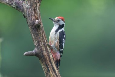 Ortanca benekli ağaçkakan Dendrocopos Medius ölü sandıkta.