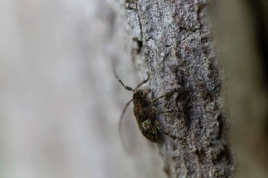 Uzun boynuzlu böcek Cerambycidae Mezosa Nebulosa ağaç kabuğunda