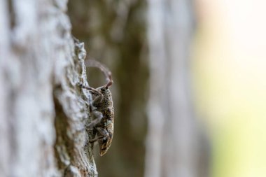 Uzun boynuzlu böcek Cerambycidae Mezosa Nebulosa ağaç kabuğunda