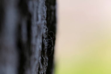 Uzun boynuzlu böcek Cerambycidae Mezosa Nebulosa ağaç kabuğunda