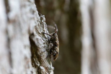 Uzun boynuzlu böcek Cerambycidae Mezosa Nebulosa ağaç kabuğunda