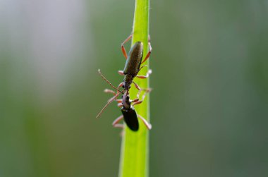 Yaprak böceği Chrysomelidae Plateumaris sericea on reed
