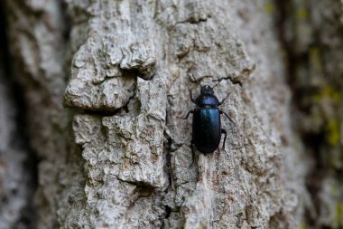 Geyik böceği Lucanidae Platycerus karabataklar kabukta
