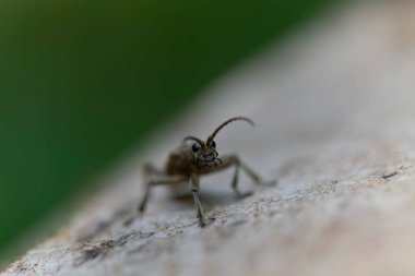 Uzun boynuzlu böcek Rhagium dalkavuğu kabuğun üzerinde oturuyor.