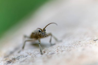 Uzun boynuzlu böcek Rhagium dalkavuğu kabuğun üzerinde oturuyor.