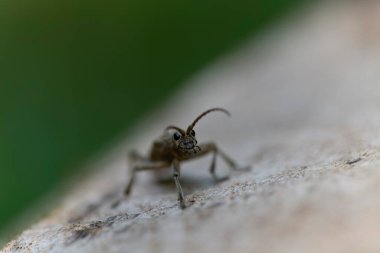 Uzun boynuzlu böcek Rhagium dalkavuğu kabuğun üzerinde oturuyor.