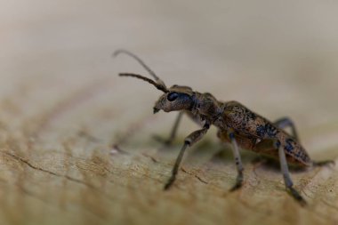 Uzun boynuzlu böcek Rhagium dalkavuğu kabuğun üzerinde oturuyor.