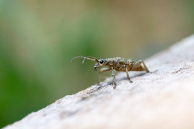 Uzun boynuzlu böcek Rhagium dalkavuğu kabuğun üzerinde oturuyor.