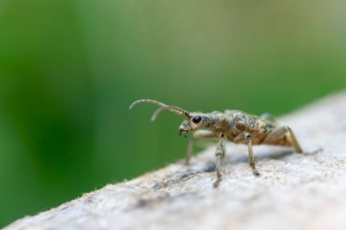 Uzun boynuzlu böcek Rhagium dalkavuğu kabuğun üzerinde oturuyor.