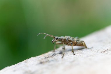 Uzun boynuzlu böcek Rhagium dalkavuğu kabuğun üzerinde oturuyor.