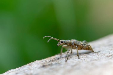 Uzun boynuzlu böcek Rhagium dalkavuğu kabuğun üzerinde oturuyor.