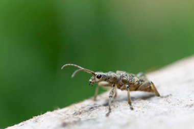 Uzun boynuzlu böcek Rhagium dalkavuğu kabuğun üzerinde oturuyor.