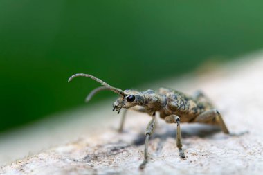 Uzun boynuzlu böcek Rhagium dalkavuğu kabuğun üzerinde oturuyor.