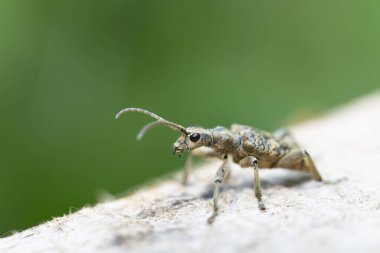 Uzun boynuzlu böcek Rhagium dalkavuğu kabuğun üzerinde oturuyor.