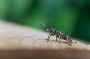 Uzun boynuzlu böcek Rhagium dalkavuğu kabuğun üzerinde oturuyor.