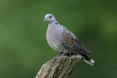Avrupa kaplumbağa güvercini Streptopelia kaplumbağası yakından baktı
