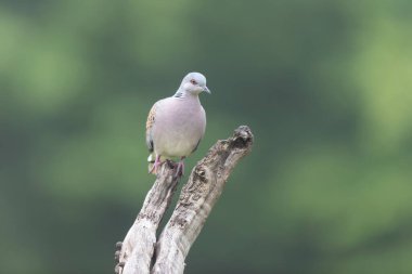 Avrupa kaplumbağa güvercini Streptopelia kaplumbağası yakından baktı